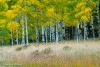 Autumn Aspen Meadow