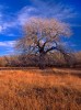 Winter Cottonwood