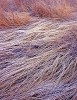 Chiricauhua Frosty Grass