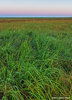 Dawn Over the Tall Grass Prairie