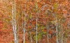 Aspen and Lichen Wall