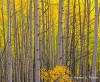 Autumn Aspens