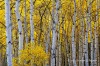 Autumn Aspen Grove