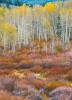 Rocky Mountain Autumn Tapestry