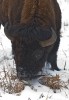 Grazing Bison