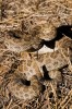 Prairie Rattlesnake
