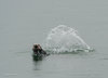 Sea Otter Splashing