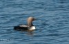 Pacific Loon