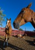 Three Horses