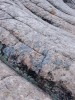 Lichen on Sandstone