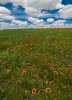 Kansas Prairie Bloom