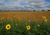 Sun Flowers and Wheat Field