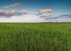 Tall Grass Prairie  Spring