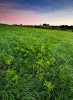 Tall Grass Prairie Dawn