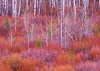 Willows and Aspens