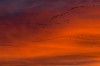 Avian Red Dawn