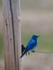 Mountain Blue Bird