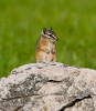 Chipmunk on the Rock