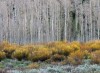 Spring Aspens and Willows #2