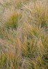 Autumn Alpine Grass