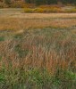 Monument Rock Autumn Meadow