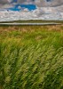 Sandhills grass