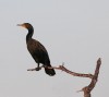 Double-Crested Cormorant