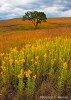 Tall Grass Prairie Autumn Bloom