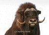 Bull Musk Ox and Friends