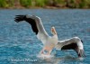 White Pelican Landing
