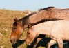 Mare and Foal