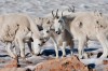 Mountain Goats