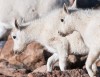 Mountain Goat Kids