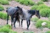 Stallion and Mare