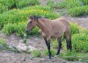 Horse in the Flowers