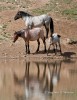 By the Water Hole