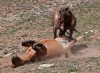 Scratch and Roll