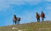 Coming Over the Ridge