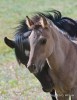 Mare and Foal