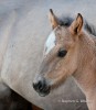 Foal and Mare