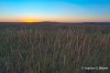 Tall Grass Prairie Sunset
