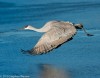 Low Flight