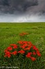 Butterfly Milkweed  Prairie