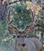 Buck Mule Deer