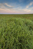 Nature Conservancy,Oklahoma,Osage County,Tall Grass Prairie Preserve,prairie