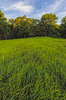 Nature Conservancy,Oklahoma,Osage County,Tall Grass Prairie Preserve,prairie