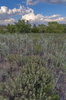 Ellis County Wildlife area,Lake Lloyd Vincent,Oklahoma