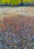 Alberta Mountain Meadow #1