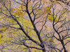 Burned Tree & Lichen Covered Tuff