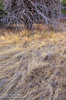 Chiricahua Meadow